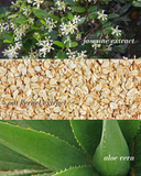 Jasmine Milk - Gentle Cream-to-Milk Cleanser