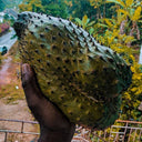 Soursop 430 Candle